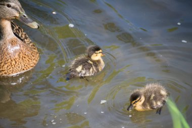 Yavru ördekler anneleriyle yüzüyor.