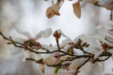 Baharda beyaz manolya çiçekleri
