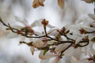 Baharda beyaz manolya çiçekleri