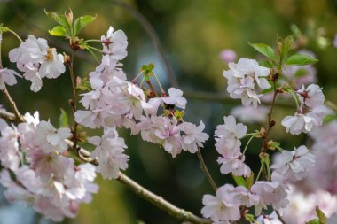 Güzel kiraz çiçeği - yakın çekim