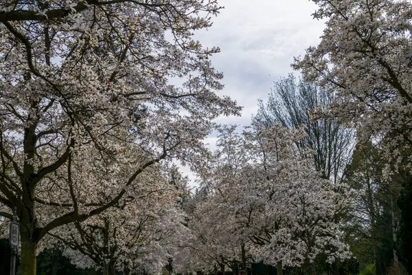 Kobushi manolyasından bir ağaç caddesi.