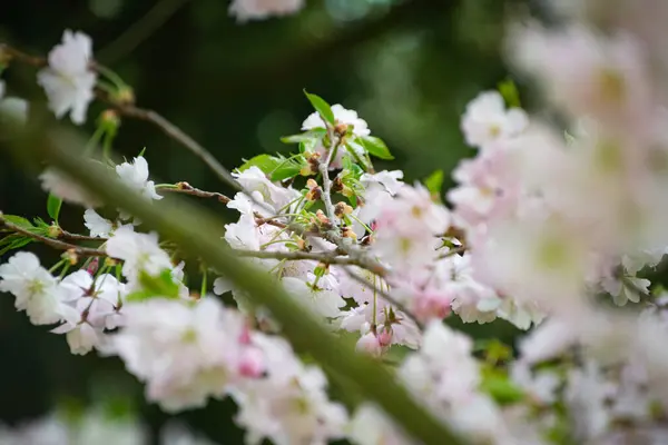 Güzel kiraz çiçeği - yakın çekim