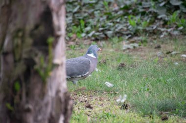 Bir ağacın arkasındaki güvercin.