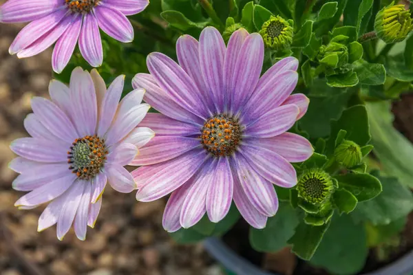 Cape Marguerite veya Afrika papatyası - yakın çekim