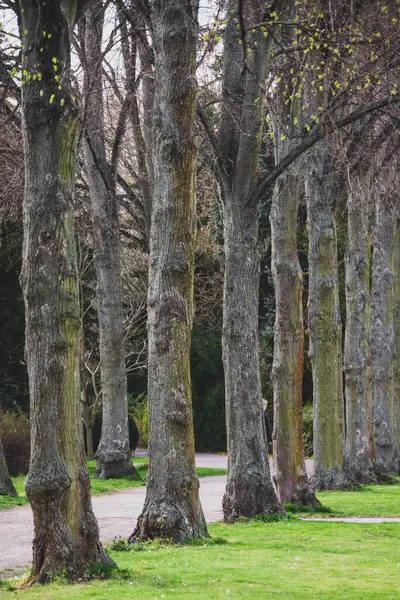 Parktaki güzel ağaçlar