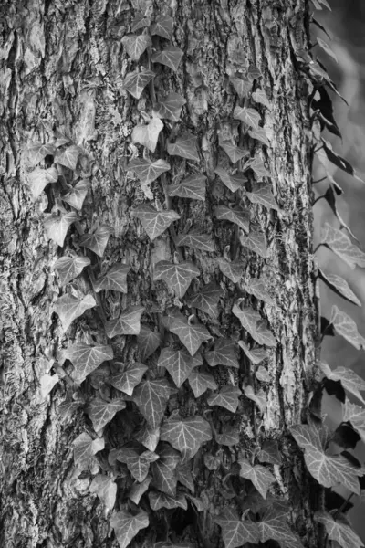 Sarmaşıklı bir ağacın yakın çekimi - siyah ve beyaz