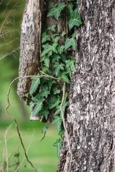 Sarmaşıklı bir ağacın yakın çekimi.
