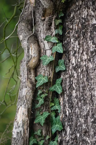 Sarmaşıklı bir ağacın yakın çekimi.