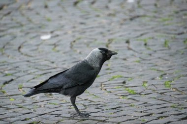 Batı karga kuşunun yakın çekimi.
