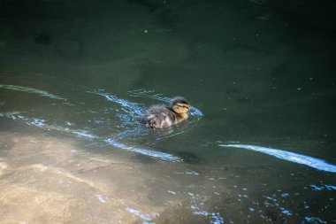 Yavru ördek suda yüzüyor.