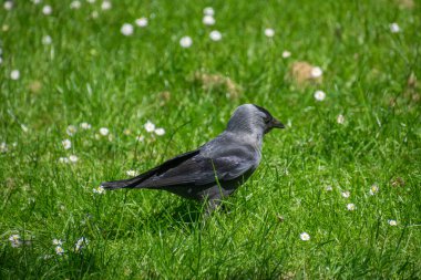 Batı karga kuşunun yakın çekimi.