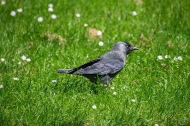 Batı karga kuşunun yakın çekimi.