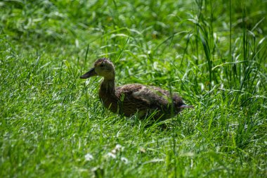 A small duck in the grass