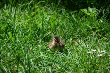 A small duck in the grass