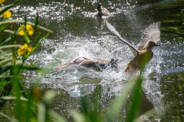 Göl üzerinde uçan ördekler