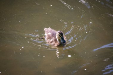 Suda küçük bir ördek