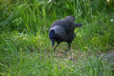 Batı karga kuşunun yakın çekimi.