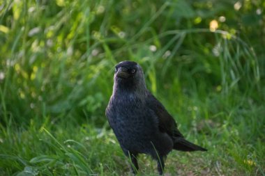 Batı karga kuşunun yakın çekimi.