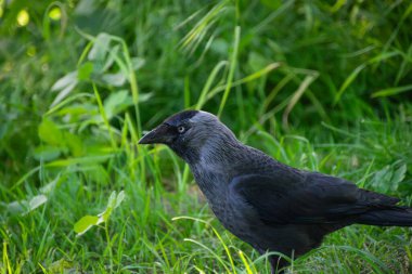 Batı karga kuşunun yakın çekimi.
