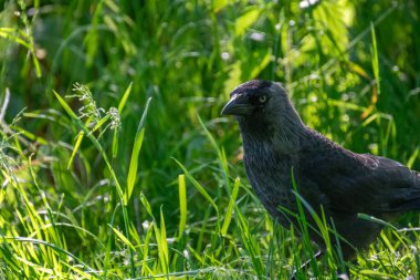 Batı karga kuşunun yakın çekimi.