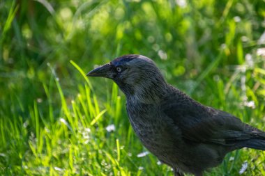 Batı karga kuşunun yakın çekimi.