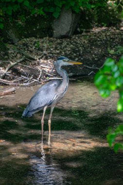Gölde bir balıkçıl