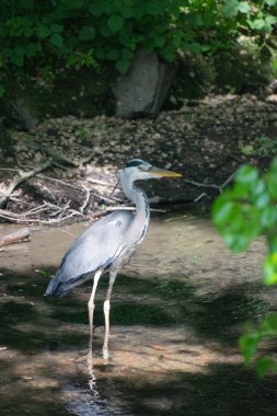 Gölde bir balıkçıl