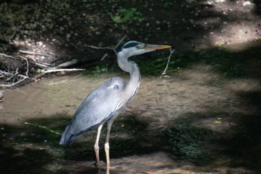 Gölde bir balıkçıl
