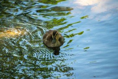 Gölde bir ördek yavrusu