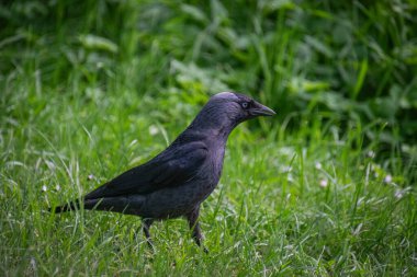 Batı karga kuşunun yakın çekimi.