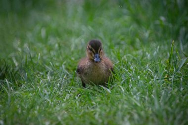 Otların arasında bir ördek yavrusu