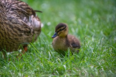 Bir anne ve yavru ördeği