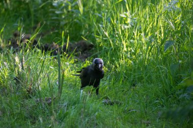 Batı karga kuşunun yakın çekimi.