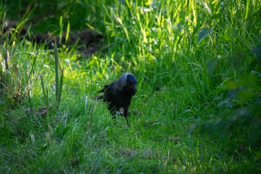 Batı karga kuşunun yakın çekimi.