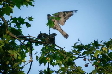 Bir ağaçtaki iki güvercin