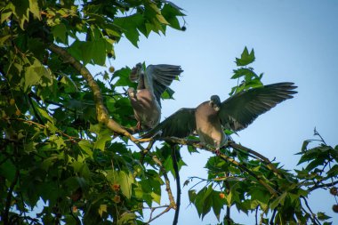 Bir ağaçtaki iki güvercin