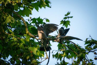 Bir ağaçtaki iki güvercin