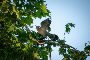 Ağaçta oturan bir güvercin