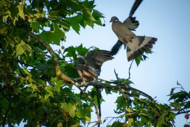 Bir ağaçtaki iki güvercin
