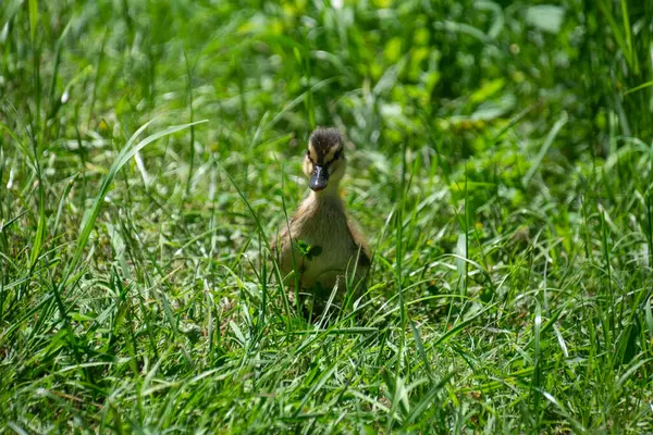 A small duck in the grass