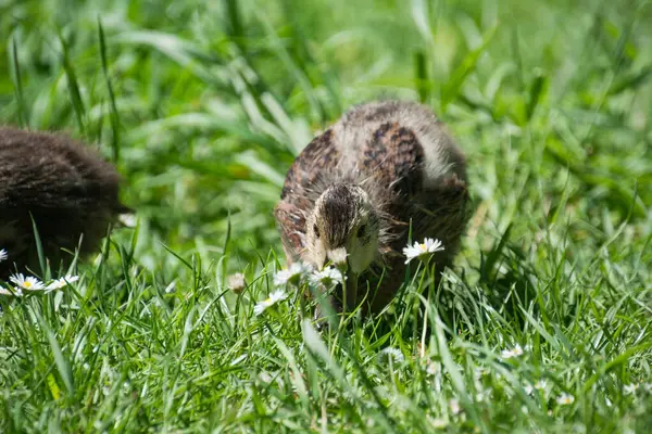 A small duck in the grass