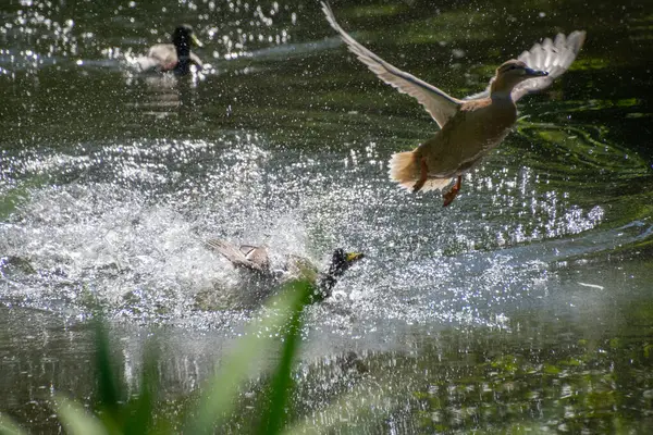 Göl üzerinde uçan ördekler