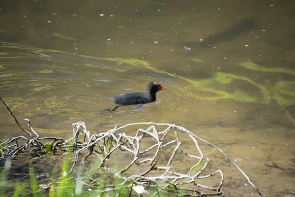 Sıradan bir Moorhen bebeğinin yakın çekimi.