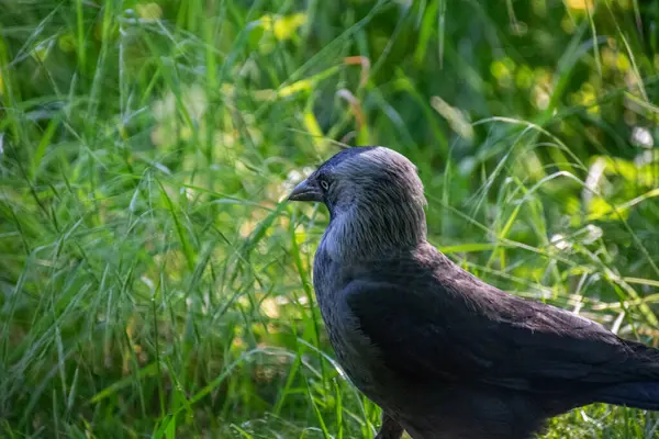 Batı karga kuşunun yakın çekimi.