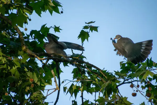 Bir ağaçtaki iki güvercin