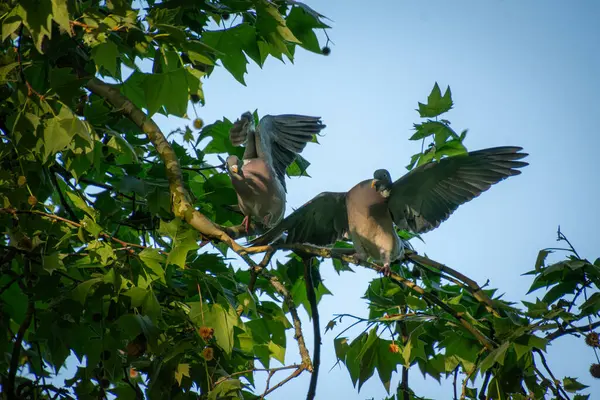 Bir ağaçtaki iki güvercin