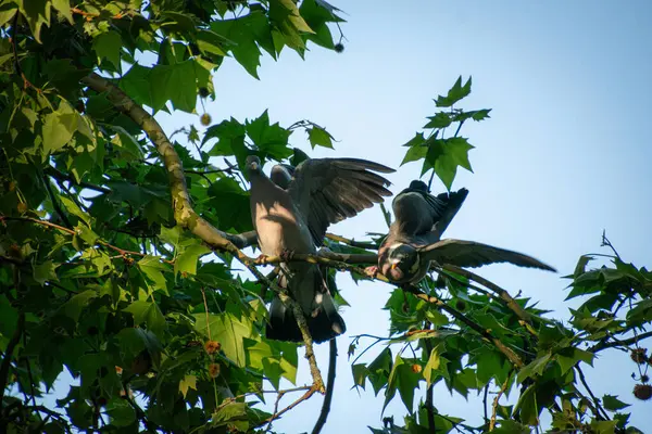 Bir ağaçtaki iki güvercin