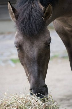 Kahverengi bir at yiyor.