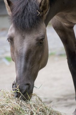 Kahverengi bir at yiyor.