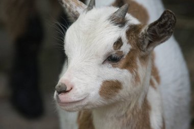 Hayvanat bahçesindeki bir keçinin portresi.